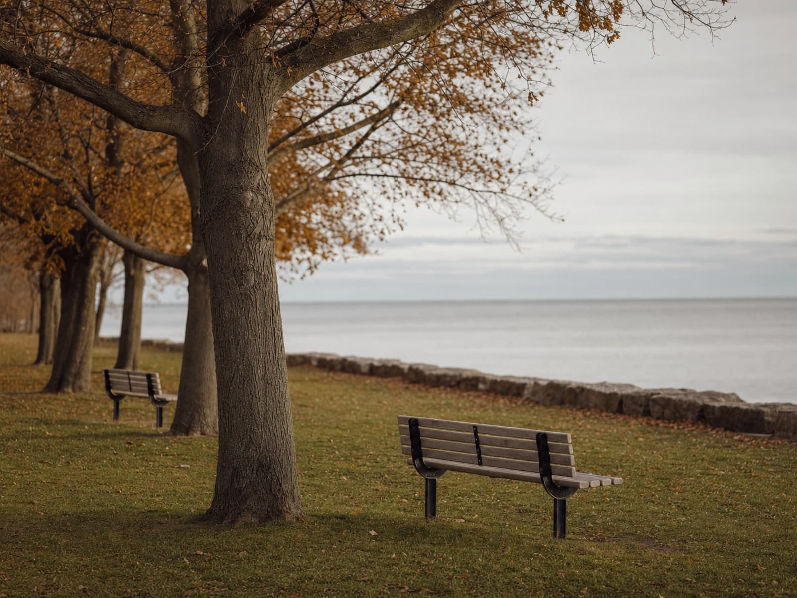 A lakefront park in late autumn, mown grass running down to a low stone break wall