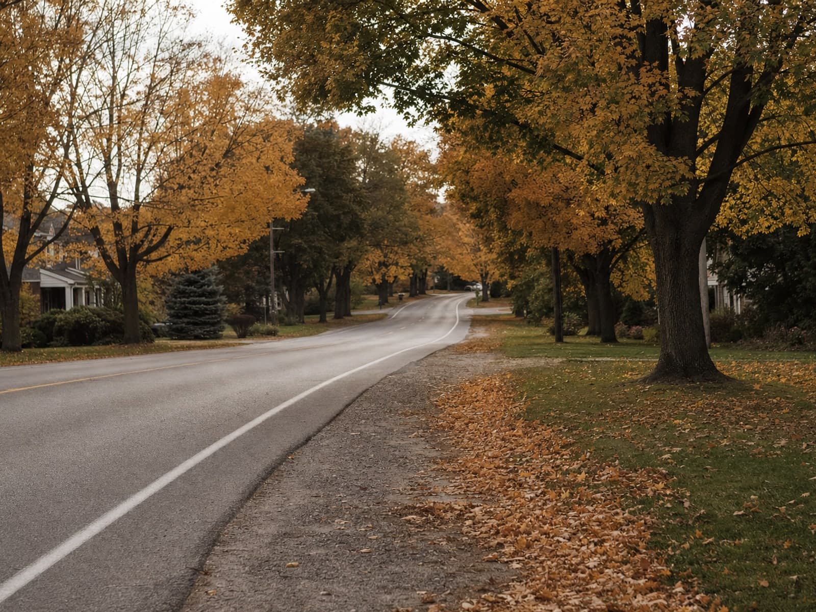 A residential arterial road lined with mature maples turning, late in the day